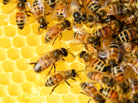 Ateliers sur le monde des abeilles le 3 juillet 2022 à Vernon