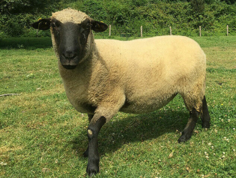 Tonte des moutons le mercredi 10 avril 2024à la ferme pédagogique de Mantes-la-Jolie