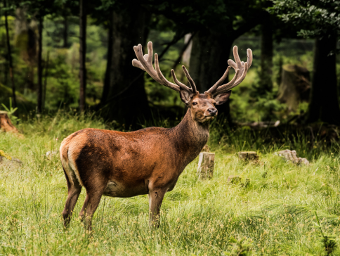 Salon de la chasse et de la faune sauvage 2026 à Mantes-la-Jolie du 27 au 30 mars